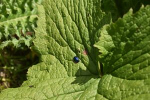 Blatt mit Käfer